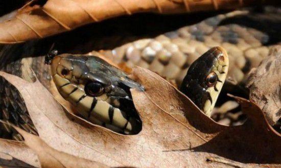 图看全球各地罕见的变异双头蛇, 上天忘了多给它们一个身体