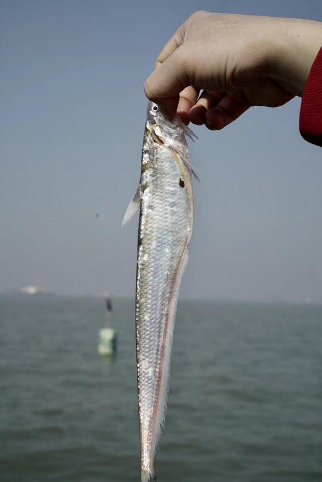 捕捞刀鱼真的很辛苦