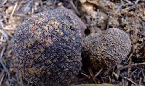 形状略似网状干白蛇皮,它有深绿色的菌帽,雪白色的圆柱状的菌柄,粉红