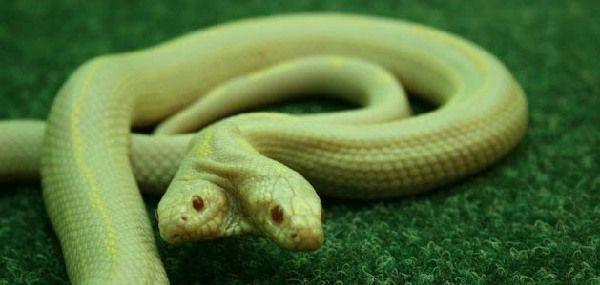 图看全球各地罕见的变异双头蛇, 上天忘了多给它们一个身体