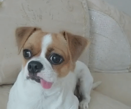 狗狗刚进新家就犯懵,一脸痴呆,惹得主人一阵大笑!