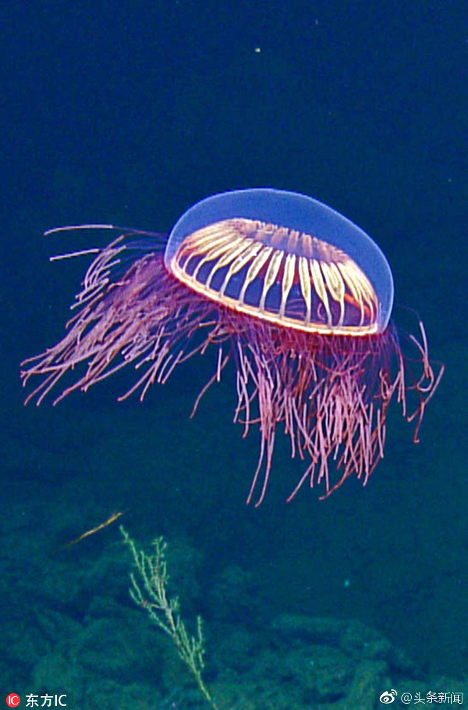 史上仅见10多次科学家深海邂逅惊艳烟花水母