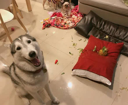 男子哈士奇撕碎小学生的暑假作业后,小学生面带微笑, 将二哈抱在怀里!