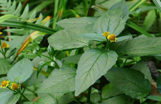 在路边看到这种植物别错过它不仅能用来治牙痛还能治感冒