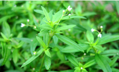 这种野草,在农村很不起眼,因为太多了,常见的野草比如狗尾巴草,七七芽