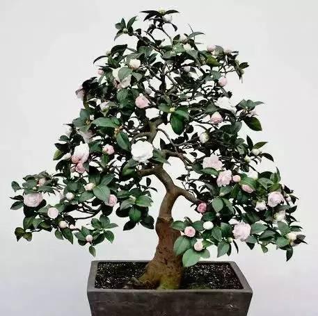 有一千种想象力就有一千个茶花盆景