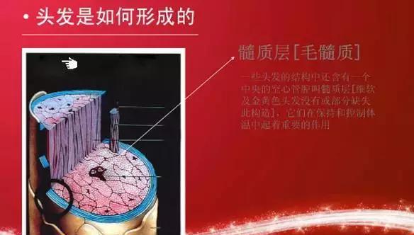 毛发生理学|微米|毛发|头发_新浪新闻