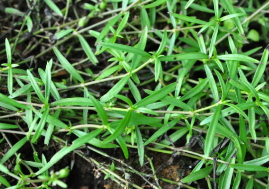 田间这种十分让人头痛的杂草,在中医眼中却是味抑制肿瘤的好草药