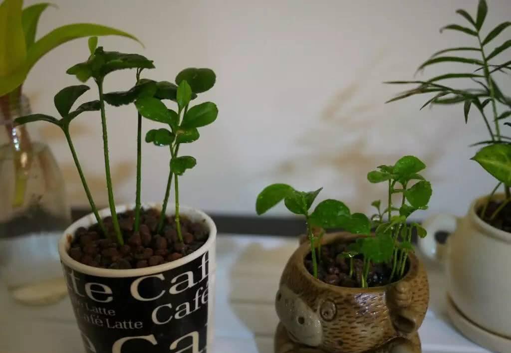 夏天吃的这三种水果的果核不要丢,养成绿色盆栽好看极了