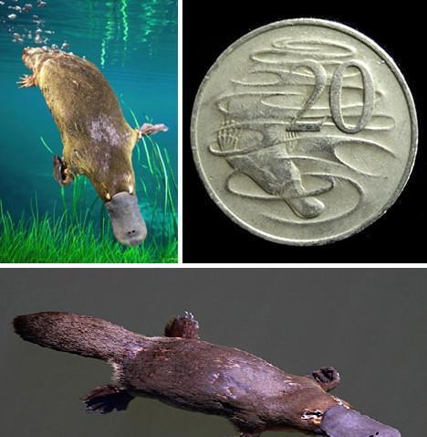 地球上8大动物活化石: 魔鬼鲨鼻子似短剑, 鸭嘴兽海百合常见