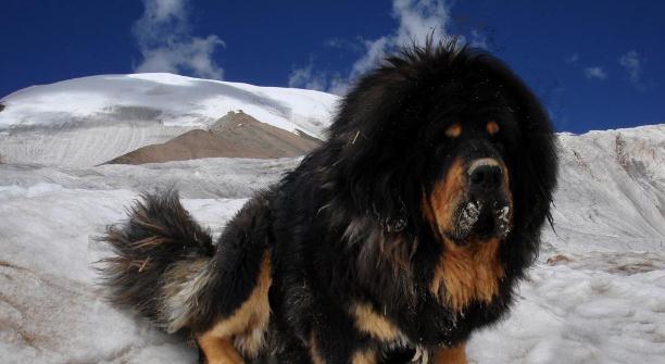 在马耳他,法老王猎犬成为猎兔的能手,因此它们又被称为猎兔犬.