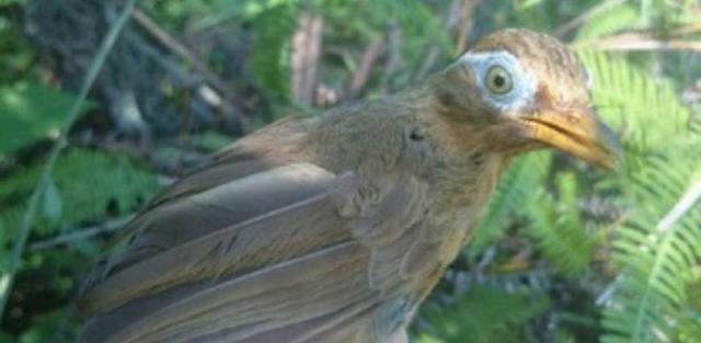 为何方头画眉鸟野性大有人喜欢有人怕呢