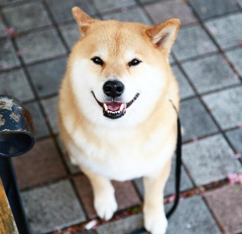 柴犬maru的超治愈微笑心情烦躁就看看它整个人都觉得被治愈了