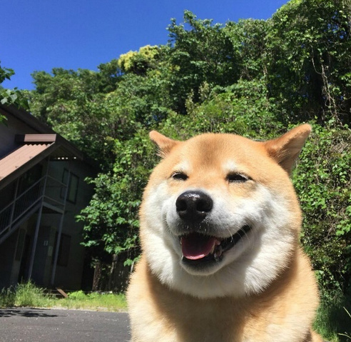 柴犬maru的超治愈微笑心情烦躁就看看它整个人都觉得被治愈了