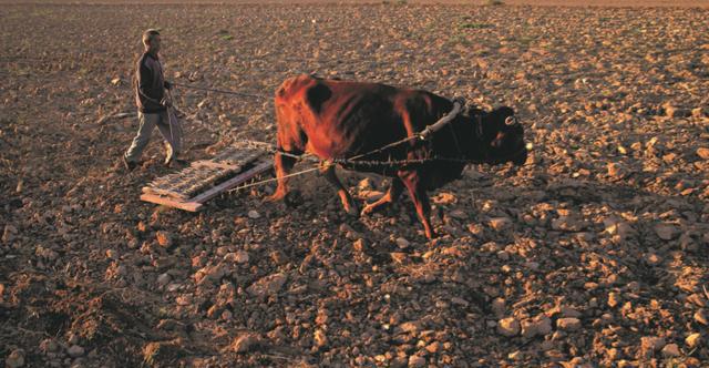 特别是澄城县在即将过去的农耕时代,所出现过的犁耧耙耱,婚丧嫁娶,春