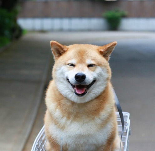 柴犬maru的超治愈微笑心情烦躁就看看它整个人都觉得被治愈了