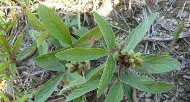 农村有种植物叫"千斤拔",找它只能靠运气,如今价值珍贵__财经头条