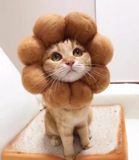 这猫超乖竟乖乖让主人给戴各种造型羊毛毡头套, 瞬间萌爆了