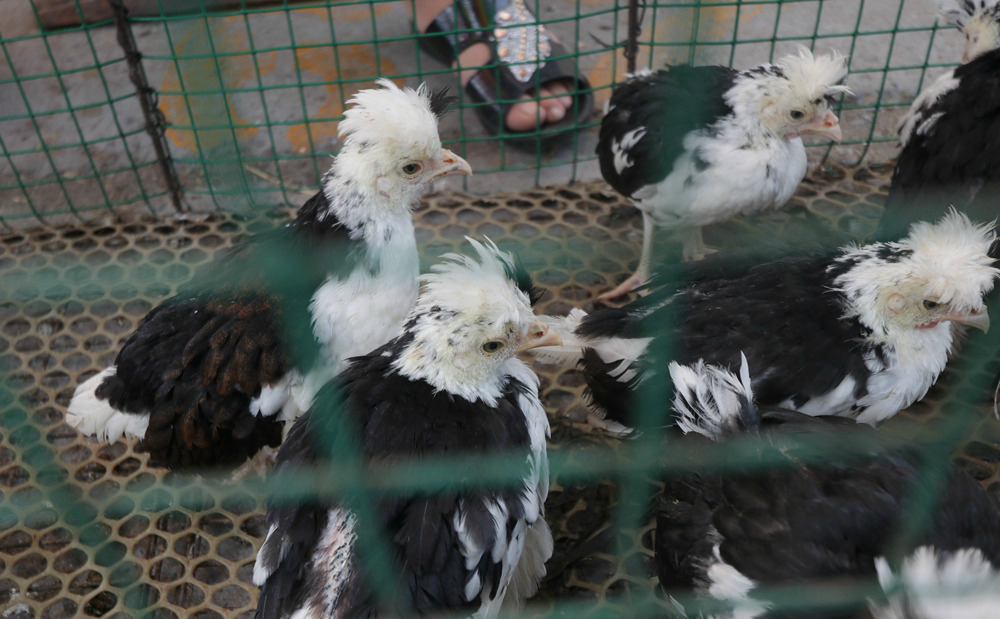 农村大叔花大价钱引进稀罕白头鸡,养大后却发现销售困难