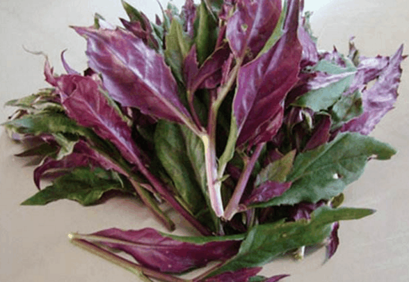 补血菜真的能补血吗