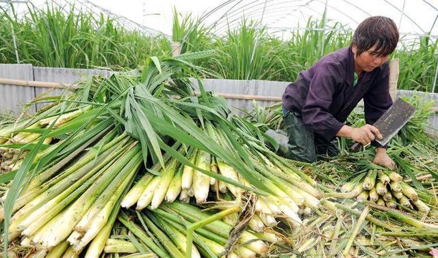 十亩地每天收割400斤茭白, 卖不完只有烂地里做肥料!