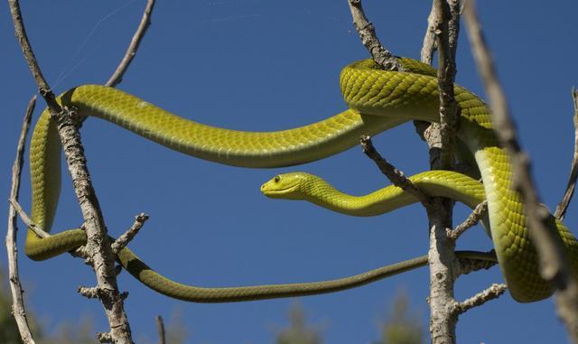 浑身翠绿喜欢生活在树上的毒蛇