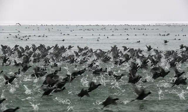 国家地理: 地球上最壮观的动物大迁徙奇观