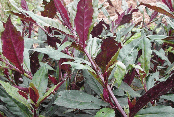 补血菜真的能补血吗