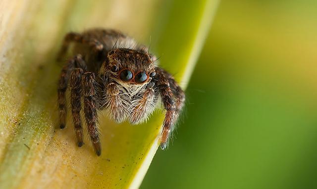 这么多可爱而常见的小昆虫你认识几个
