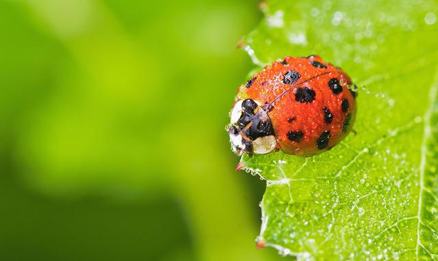 这么多可爱而常见的小昆虫你认识几个