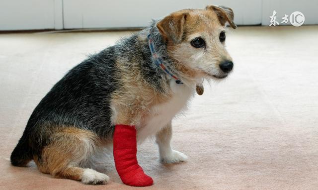 一只狗被车子压断了腿,看着周围人的冷眼旁观!于是我选择了