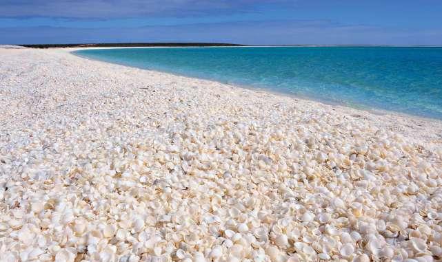 澳大利亚"贝壳海滩", 60公里不见一粒沙, 可把妹子们玩嗨了