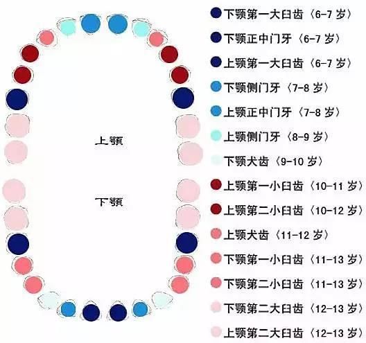 兒童換牙順序圖爸媽收藏好了