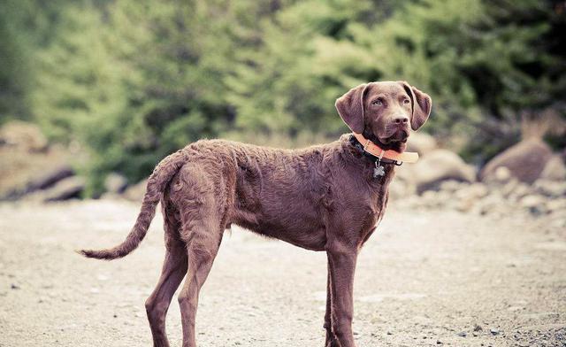 美國本土犬種都有哪些是你熟悉或者飼養過的呢