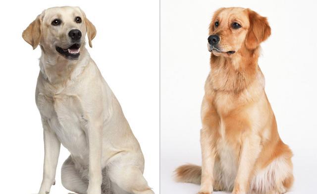 让你一眼分辨出真假"美猴王"——金毛和拉布拉多(第六期)