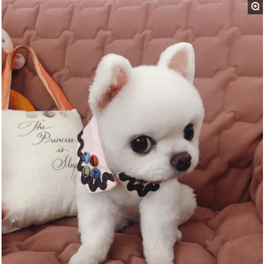 一只拥有粉色小耳朵的可爱博美犬, 经得起洗澡的考验, 绝对高颜值