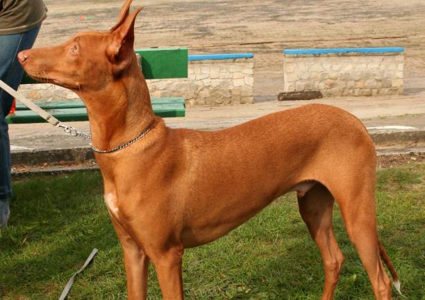 世界上最贵的5种狗有钱也不一定能买到见过一种都算你牛