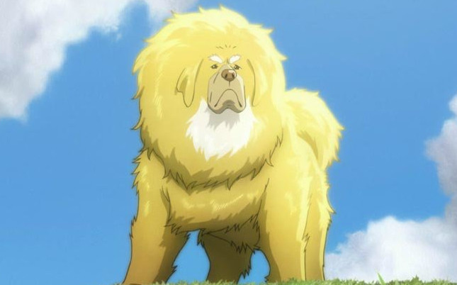 从动作变形再到3d与2d效果的结合,这部电影做得都非常精良|藏獒多吉