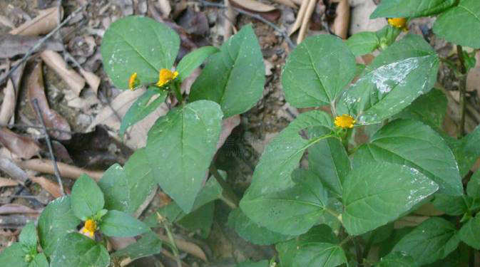 在路边看到这种植物别错过它不仅能用来治牙痛还能治感冒