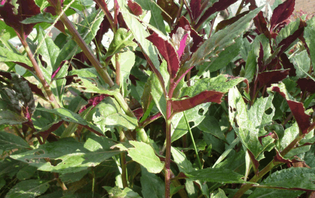 补血菜真的能补血吗