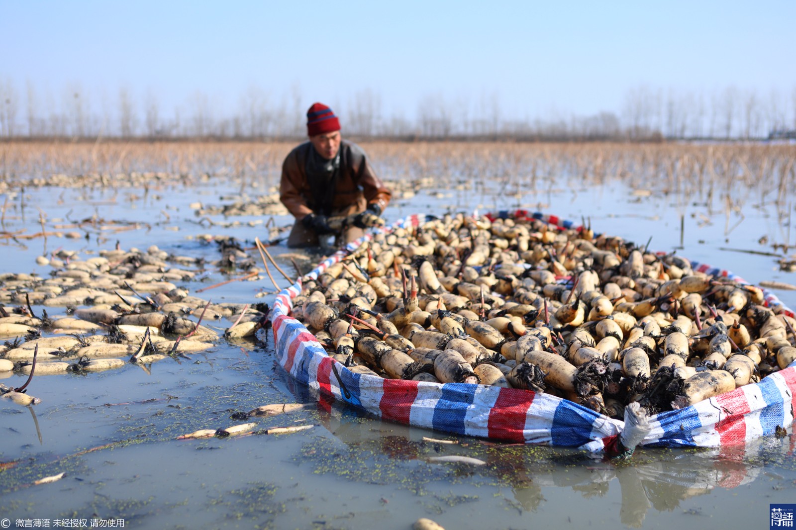 实拍春季挖藕人:一天挖藕1400斤,水里泡7小时月收入万元