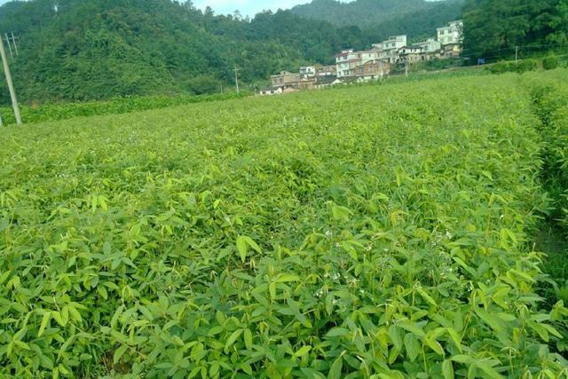 农村有种植物叫千斤拔找它只能靠运气如今价值珍贵