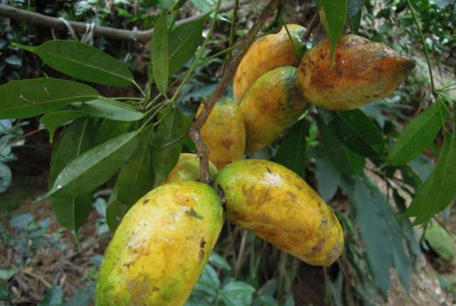 这野果马上成熟了,只有农村娃吃过,看着十分恶心,却能疏肝补肾