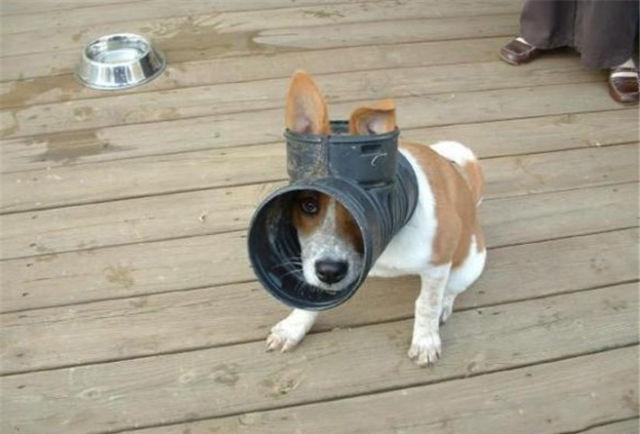 22个极品蠢萌被夹住的瞬间!你能忍住几张啊?