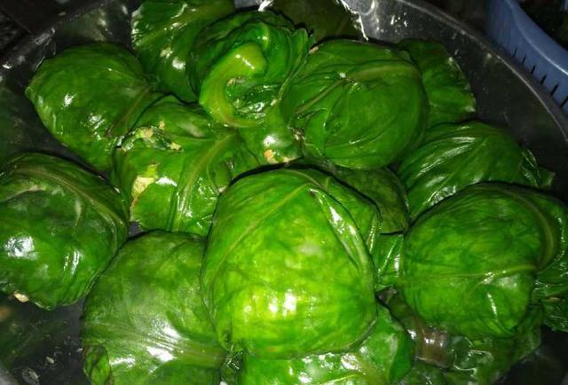 喂猪的猪麻菜也是一道上好美食看完可以尝试做上一道