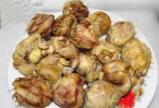 毛蛋,世界上最恶心的蛋,没吃过你就out了