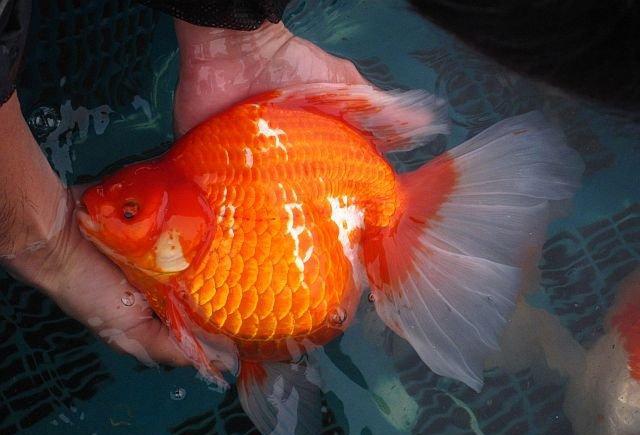 抖搂家底私货,这下真是全曝光了,中国最牛的金鱼基地