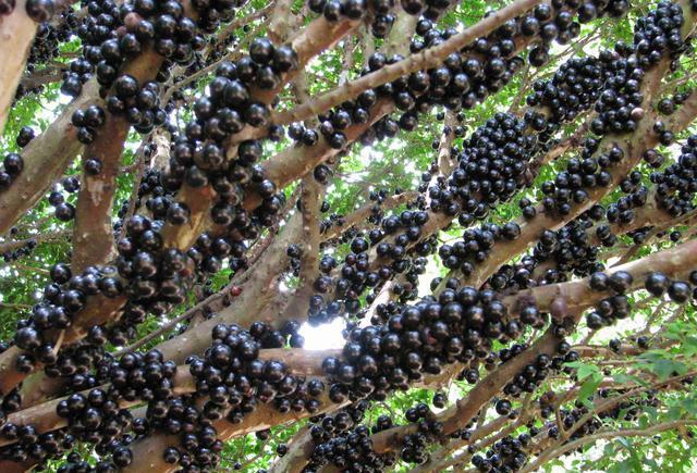 这些长相奇怪可怖的水果却对孩子有这么多好处