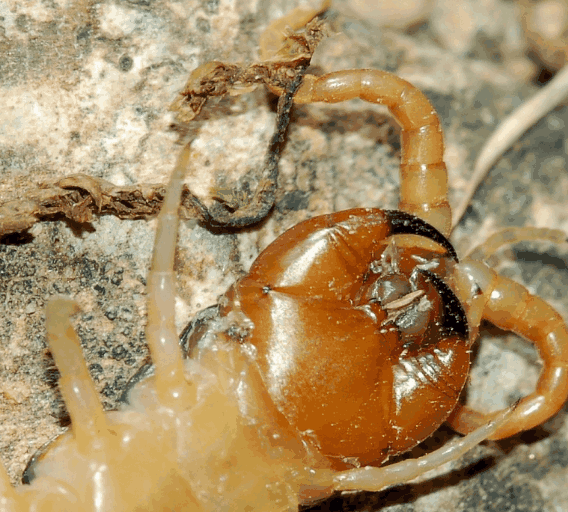 蜈蚣|声音|昆虫_新浪新闻