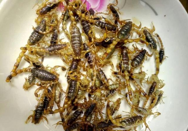 昆虫菜你吃过哪几种?有没有跟我一样一个都不敢尝试的?